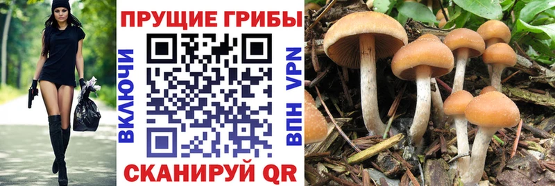 Галлюциногенные грибы мицелий  МЕГА ТОР  Монино 